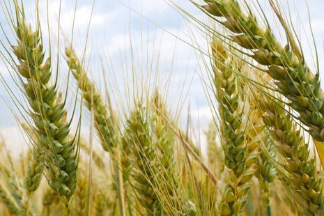 Agricultural Industry Agricultural Industry